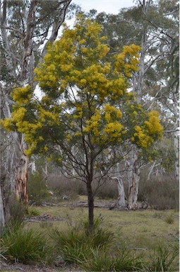 APII jpeg image of Acacia decurrens  © contact APII