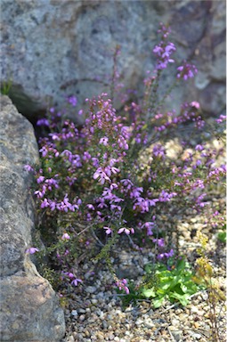 APII jpeg image of Tetratheca bauerifolia  © contact APII