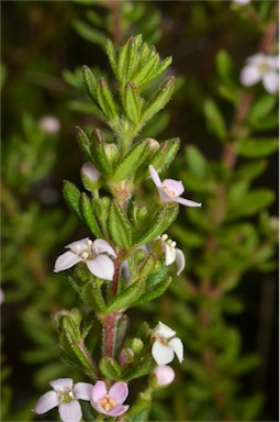 APII jpeg image of Zieria odorifera subsp. williamsii  © contact APII