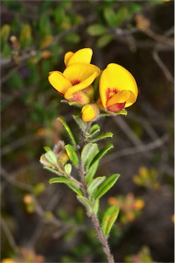 APII jpeg image of Pultenaea tarik  © contact APII