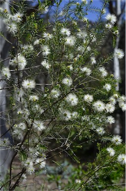 APII jpeg image of Melaleuca viminea  © contact APII