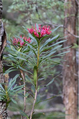 APII jpeg image of Telopea mongaensis  © contact APII