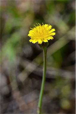 APII jpeg image of Hypochaeris glabra  © contact APII