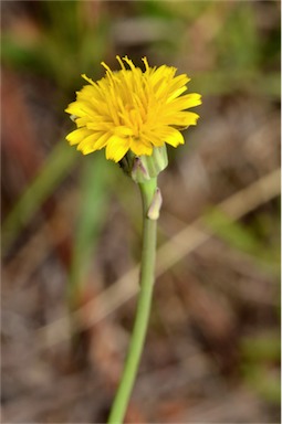 APII jpeg image of Hypochaeris glabra  © contact APII