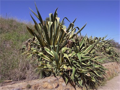 APII jpeg image of Agave americana  © contact APII