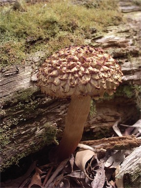 APII jpeg image of Boletellus emodensis  © contact APII