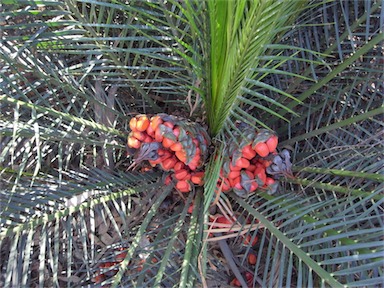 APII jpeg image of Macrozamia communis  © contact APII