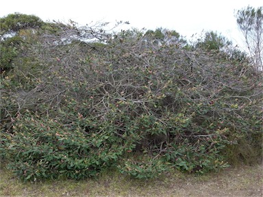 APII jpeg image of Grevillea barklyana  © contact APII