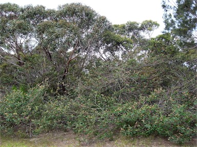 APII jpeg image of Grevillea barklyana  © contact APII