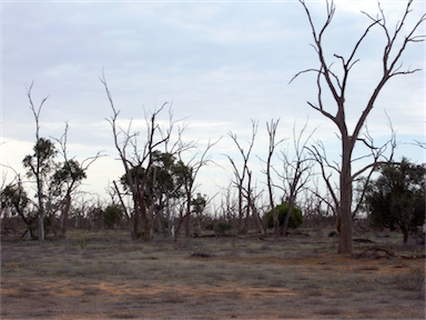 APII jpeg image of Eucalyptus camaldulensis  © contact APII