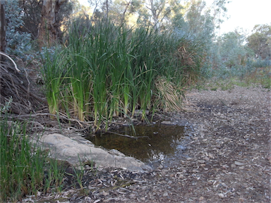 APII jpeg image of Phragmites australis  © contact APII