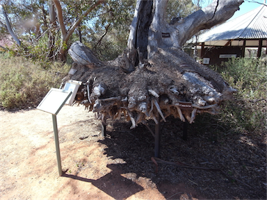 APII jpeg image of Eucalyptus oleosa  © contact APII