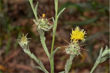 APII jpeg image of Centaurea solstitialis  © contact APII