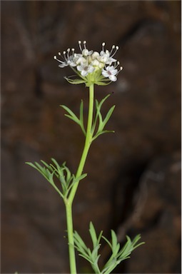 APII jpeg image of Trachymene glaucifolia  © contact APII