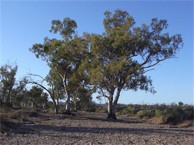 APII jpeg image of Eucalyptus camaldulensis  © contact APII