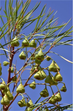 APII jpeg image of Codonocarpus pyramidalis  © contact APII