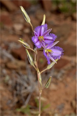 APII jpeg image of Thysanotus baueri  © contact APII