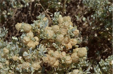 APII jpeg image of Atriplex vesicaria  © contact APII