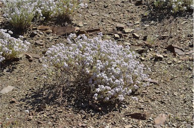 APII jpeg image of Ptilotus obovatus  © contact APII