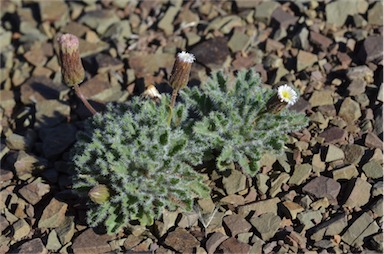 APII jpeg image of Ixiochlamys cuneifolia  © contact APII