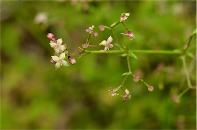 APII jpeg image of Galium migrans subsp. inversum  © contact APII