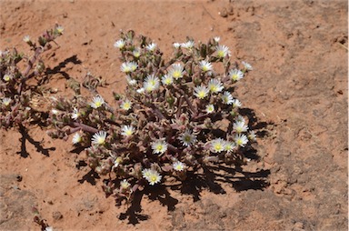 APII jpeg image of Mesembryanthemum nodiflorum  © contact APII