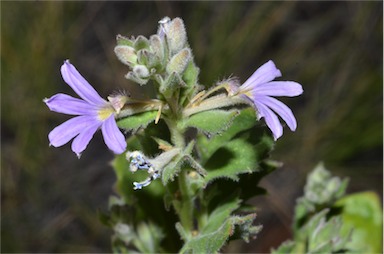 APII jpeg image of Scaevola humilis  © contact APII