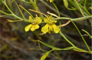 APII jpeg image of Goodenia vernicosa  © contact APII