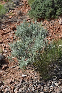 APII jpeg image of Olearia pimeleoides  © contact APII