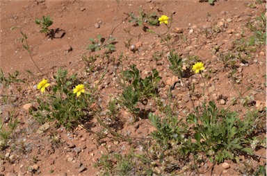 APII jpeg image of Goodenia pinnatifida  © contact APII