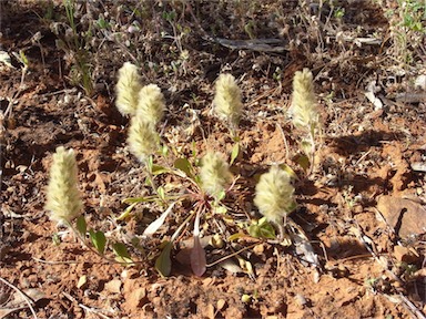 APII jpeg image of Ptilotus spathulatus  © contact APII