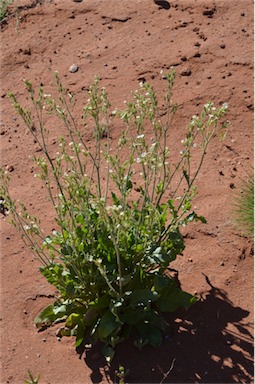 APII jpeg image of Nicotiana velutina  © contact APII