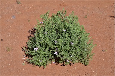 APII jpeg image of Eremophila macdonnellii  © contact APII