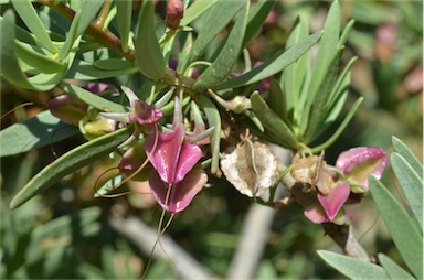 APII jpeg image of Eremophila tetraptera  © contact APII