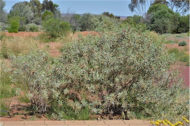 APII jpeg image of Eremophila platycalyx  © contact APII