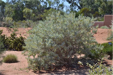 APII jpeg image of Eremophila recurva  © contact APII