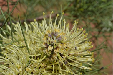 APII jpeg image of Hakea divaricata  © contact APII