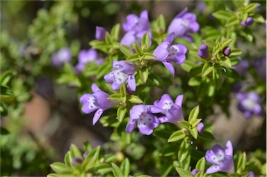 APII jpeg image of Eremophila crassifolia  © contact APII