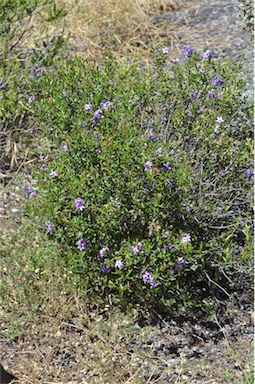 APII jpeg image of Halgania andromedifolia  © contact APII