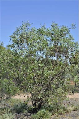 APII jpeg image of Eucalyptus orbifolia  © contact APII