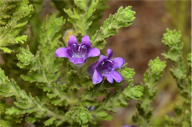 APII jpeg image of Eremophila pinnatifida  © contact APII