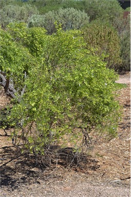 APII jpeg image of Eremophila gibsonii  © contact APII