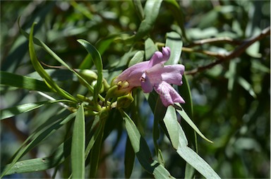 APII jpeg image of Eremophila bignoniiflora  © contact APII