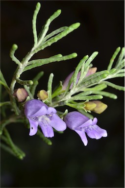 APII jpeg image of Eremophila clavata  © contact APII