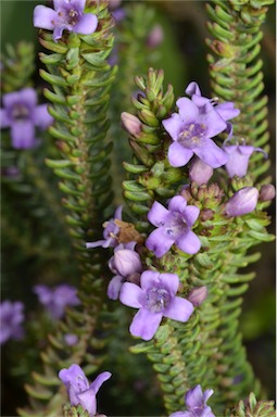 APII jpeg image of Eremophila veronica  © contact APII