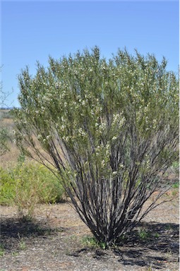 APII jpeg image of Eremophila paisleyi  © contact APII