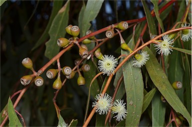 APII jpeg image of Eucalyptus porosa  © contact APII