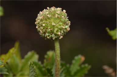 APII jpeg image of Acaena novae-zelandiae  © contact APII