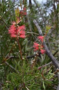 APII jpeg image of Callistemon  © contact APII