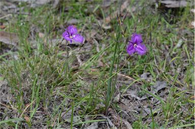 APII jpeg image of Thysanotus tuberosus subsp. tuberosus  © contact APII